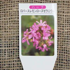 楽天市場 ドライフラワー 種類 植物 センテッドゼラニウム ガーデニング 農業 花 ガーデン Diy の通販