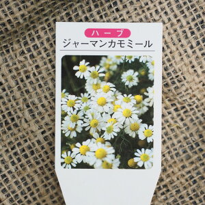 カモミール 苗の人気商品 通販 価格比較 価格 Com