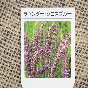 ラベンダー ドライフラワー 苗の人気商品 通販 価格比較 価格 Com