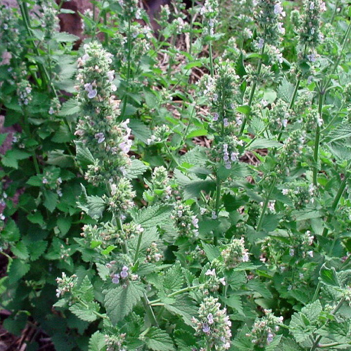 楽天市場 ハーブ 苗 キャットニップ 3号ポット苗 ハーブティー 料理 ドライフラワー ポプリ 庭植え 苗木の専門店 グリーンでｇｏ