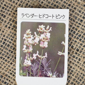 ラベンダー ピンク 花 苗の人気商品 通販 価格比較 価格 Com