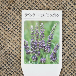 ラベンダー ドライフラワー 苗の人気商品 通販 価格比較 価格 Com ラベンダー ドライフラワー 苗の人気商品 通販 価格比較 価格 Com