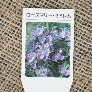 [Y}[ c yZCz 3|bgc n[u c n[ueB[  n[uoX hCt[ |v A