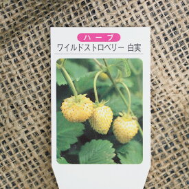 楽天市場 白 いちご 苗の通販