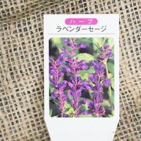 楽天市場 ハーブ 紫 の 花 セージの通販