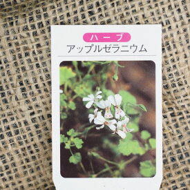 楽天市場 ゼラニウム 白 花 花 ガーデン Diy の通販