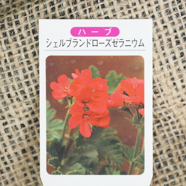 楽天市場 ゼラニウム 苗 シェルブランドローズ ゼラニウム 3号ポット苗 ハーブ 苗 品種 ハーブティー 料理 ドライフラワー ポプリ 庭植え 苗木の専門店 グリーンでｇｏ
