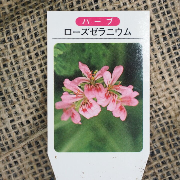 楽天市場 ゼラニウム 苗 ローズゼラニウム 3号ポット苗 ハーブ 苗 品種 ハーブティー 料理 ドライフラワー ポプリ 庭植え 苗木の専門店 グリーンでｇｏ