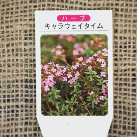 楽天市場 キャラウェイタイムの通販