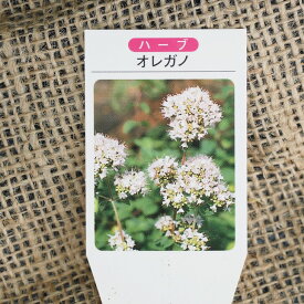 ハーブ 苗 【オレガノ】 3号ポット苗 ハーブティー 料理 庭植え