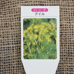 ディル 苗 苗の人気商品 通販 価格比較 価格 Com