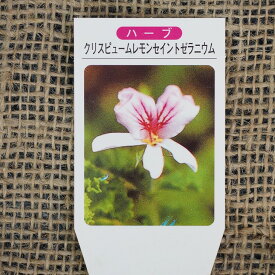 楽天市場 ドライフラワー 種類 植物 センテッドゼラニウム ガーデニング 農業 花 ガーデン Diy の通販