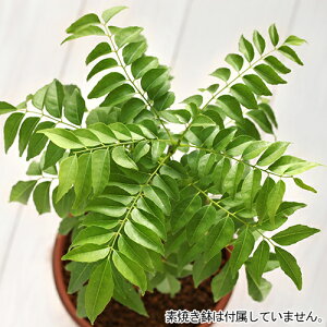 J[[t c yJ[[t̖؁z 3|bgc c n[u mR iEUVE J[c[ J[[tc[ Js` tbV  ƒ؉