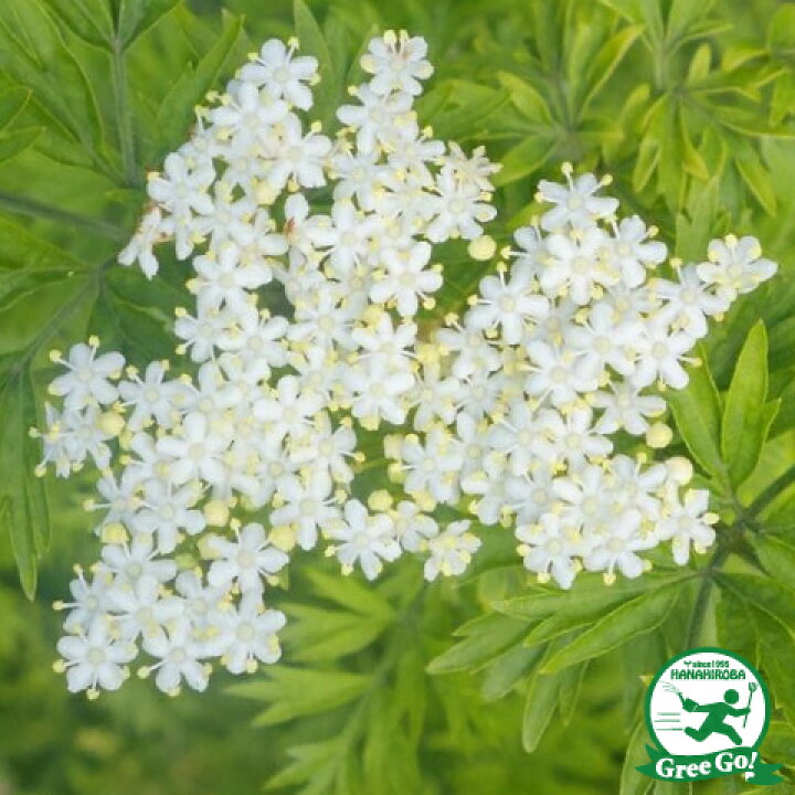 楽天市場 送料無料 ハーブ 苗 エルダーフラワー 黄金葉 約0 4m ポット苗 ニーム小袋付き ハーブティー 料理 エルダーベリー 北海道 沖縄は送料無料適用外です 苗木の専門店 グリーンでｇｏ