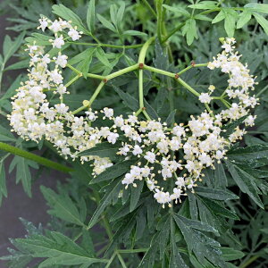 ハーブ 苗 【エルダーフラワー 細葉】 幼苗 ハーブティー 料理 エルダーベリー