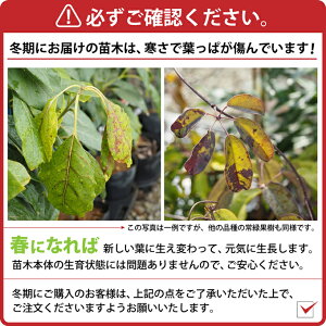 楽天市場 アボカド 苗 2品種選べる アボカド栽培セット 2年生接ぎ木苗 2品種 専用土 肥料とスリット鉢2個付き 果樹 苗木 熱帯果樹 栽培セット 森のバター アボガド 苗木の専門店 グリーンでｇｏ
