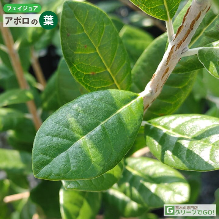 楽天市場】◇送料無料◇ フェイジョア 苗 【アポロ】 3年生 挿し木 約 