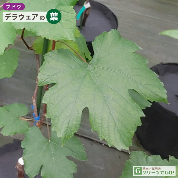 ぶどう 苗木 【デラウェア】 1年生 挿し木 ポット苗 デラウエア 葡萄 ぶどうの木 通販 果樹 苗 落葉樹 つる性植物 苗木の専門店 グリーンでGO! ぶどう 苗木 1年生 挿し木 ポット苗 葡萄 ぶどうの木 通販 果樹 苗 落葉樹 つる性植物