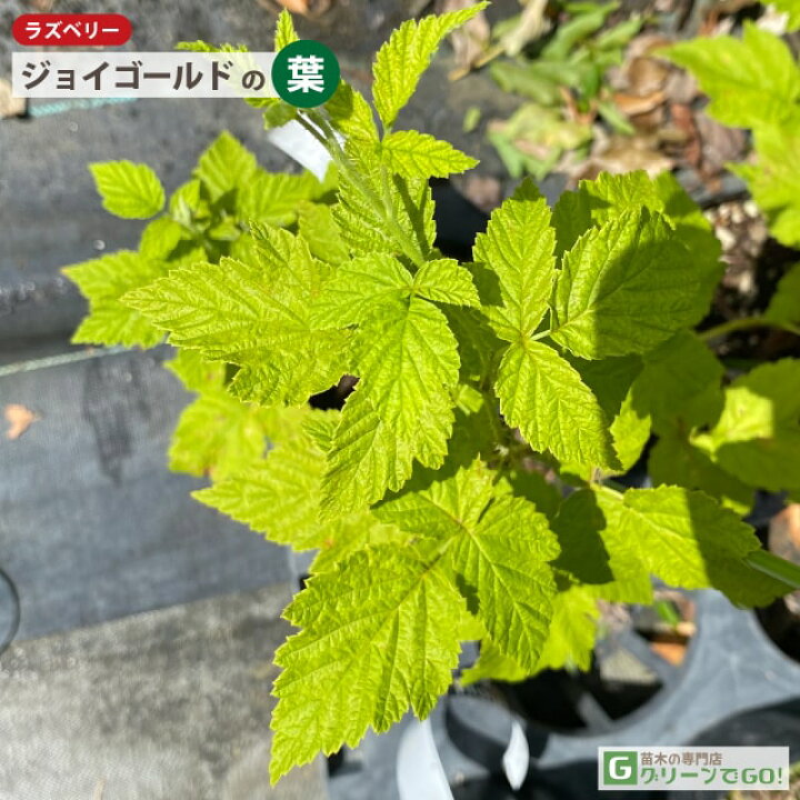 楽天市場】◇送料無料◇ ラズベリー 苗 【イエローラズベリー ジョイ  