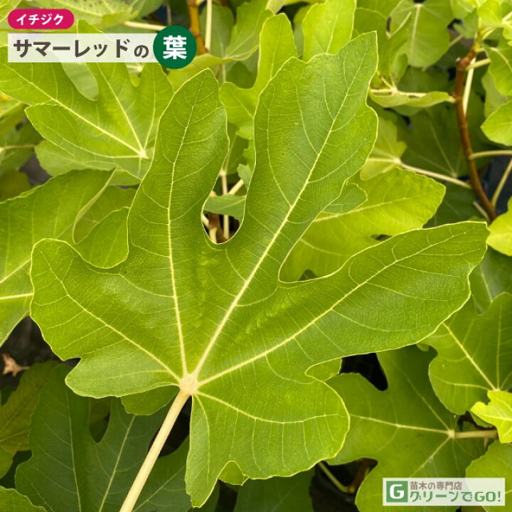 楽天市場】[楽天市場店限定価格] ◇お待たせ価格◇ イチジク 苗 