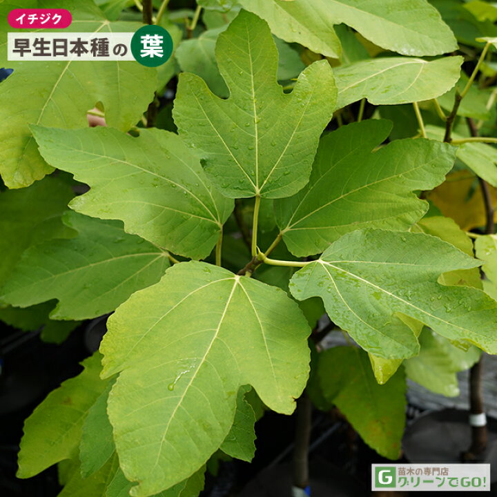 楽天市場】イチジク 苗 【早生日本種 （別名： 蓬莱柿）】 特上 極太 3 