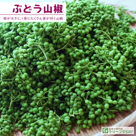 ◆数量限定 特上苗◆ 山椒 苗 【スーパーストロング 実サンショウ ぶどう山椒】 1年生 接ぎ木 特上苗 苗木 果樹 果樹苗ブドウサンショウ 根腐れ抵抗性台接ぎ木苗