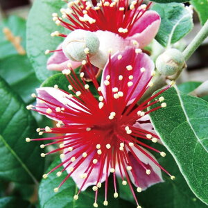 楽天市場 南国フルーツ フェイジョア アポロ 苗木の専門店 グリーンでｇｏ