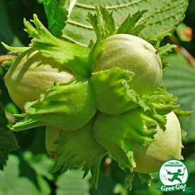 楽天市場 アーモンド 苗の通販