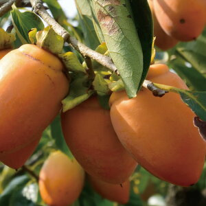 󕲎 ` c ysSÊ` M` iʖF `jz 1N ږ |bgc ۂ  c ʎ ʎc