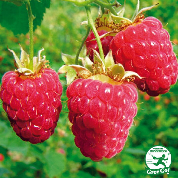 楽天市場 送料無料 ラズベリー 苗 インディアンサマー 二季成り ポット苗 ニーム小袋付き キイチゴ 木いちご ベリー 苗木 果樹苗 北海道 沖縄は送料無料適用外です 苗木の専門店 グリーンでgo 楽天市場 送料無料 ラズベリー 苗 インディアンサマー 二季成り ポット苗 ニーム小袋付き キイチゴ 木いちご ベリー 苗木 果樹苗 北海道 沖縄は送料無料適用外です 苗木の専門店 グリーンでgo