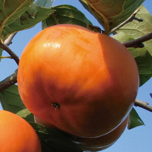 ` c ySÊ` ͂z 1N ږ |bgc  c ʎ ʎc