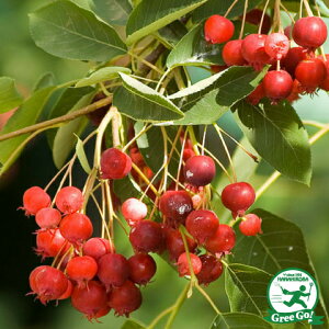 [yVsX艿i] OGO!H̃K[fjOՁ W[x[ c y␫i [WFgz |bgc [WFbg TEXJ[gD[x[ x[ c V{c[ 