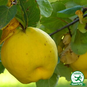 ■優良2年生大苗■ カリン 苗 【マルメロ】 2年生大苗 接ぎ木 果樹苗木 果樹苗