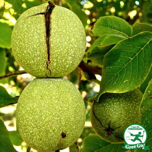  D2Nc  c ySO~z 2Nc ij[ܕtj ӓ c ݂̖ ʎ ʎc kCE͑KpOłB