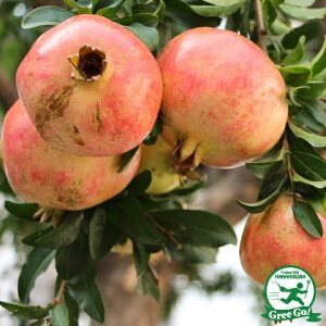 UN c yUNz } |bgcc ʎc ʎ UN̖ ў