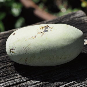 [yVsX艿i] OGO!H̃K[fjOՁ ||[c yI[o[[Xz ڂؕc |[|[  c ʎ ʎc