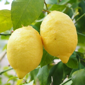 楽天市場 かんきつ類 レモン ライム レモン リスボンレモン 苗木の専門店 グリーンでｇｏ