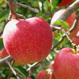 D2Nc S yEz 2Nc ڂ ь c ʎ ʎc