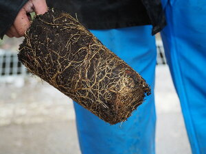 生 山椒 苗の人気商品 通販 価格比較 価格 Com