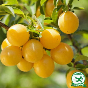  X v c y~xz 1N ڂ |bgc ij[ܕtj  c ʎ ʎc kCE͑KpOłB