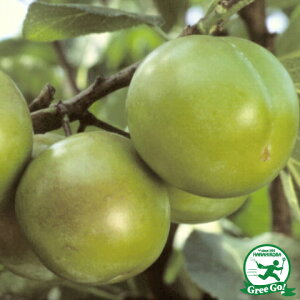 [bpXEv[̒ y[k N[hz 1N ڂ |bgc  c ʎ ʎc