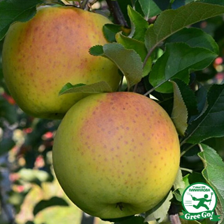 果樹の苗 リンゴ：さんさ4〜5号ポット 【期間限定送料無料】