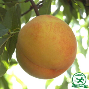 [yVsX艿i] OGO!H̃K[fjOՁ D2Nc  c y݁z 2Nc ڂ   c ʎ ʎc