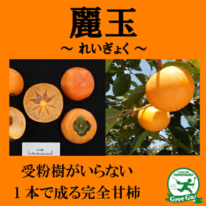 楽天市場】◇送料無料◇ 柿 苗木 【完全甘柿 麗玉 (れいぎょく) ［登録 