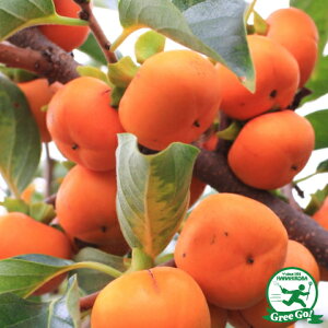 ` c ya` ǉz 1N ږ |bgc  c ʎ ʎc xr[p[V