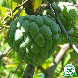 [�y�V�s��X���艿�i] ���O��GO!�~�̑労�ӍՁ� �`�F������ �c �y�G���o���|�z 2�N���ڂ��ؕc �ʎ� �썑�t���[�c �͔| �X�̃A�C�X�N���[��