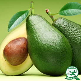 アボカド 苗 【ベーコン】 2年生接ぎ木苗 果樹 苗木 熱帯果樹 栽培 森のバター アボガド