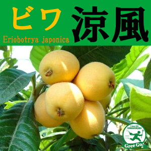 [yVsX艿i] OGO!H̃K[fjOՁ D2Nc r c y ijz 2Nc ڂ f c V{c[ Ήʎ ʎc