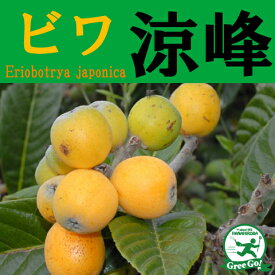 ■優良2年生大苗■ ビワ 苗 【涼峰 （りょうほう）】 2年生大苗 接ぎ木 枇杷 苗木 シンボルツリー 常緑果樹 果樹苗木