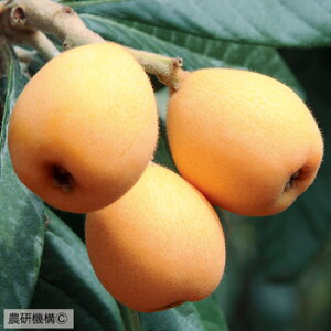 D2Nc r c y͂邽z 2Nc ڂ f c V{c[ Ήʎ ʎc